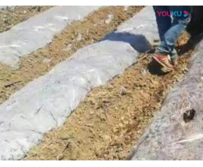 煙草作業(yè)視頻